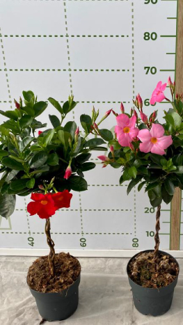 dipladenia-SUNDAVILLE