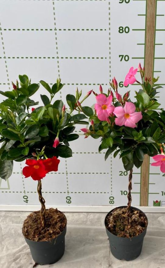 dipladenia sundaville