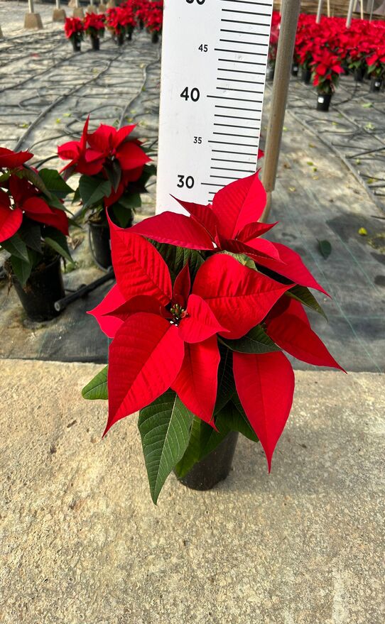 Poinsettia C13 Rojo Euroglory PREMIUM 2 01-12-2023 (F)